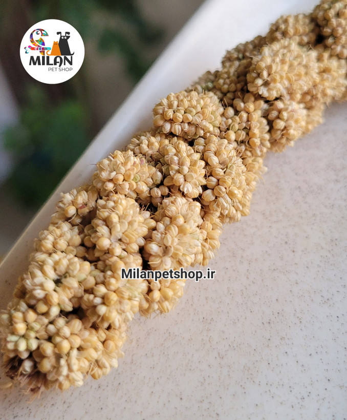 ارزن خوشه ای ایرانی (عددی)